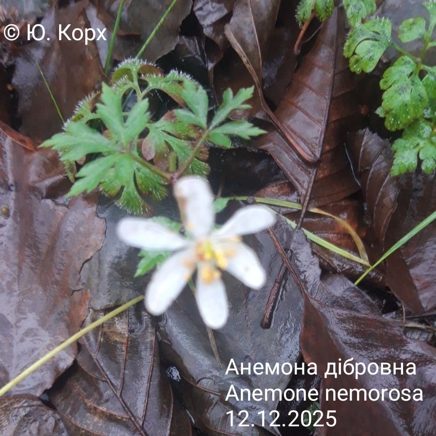На Волині в середині грудня зацвіла анемона: науковці пояснили незвичне явище