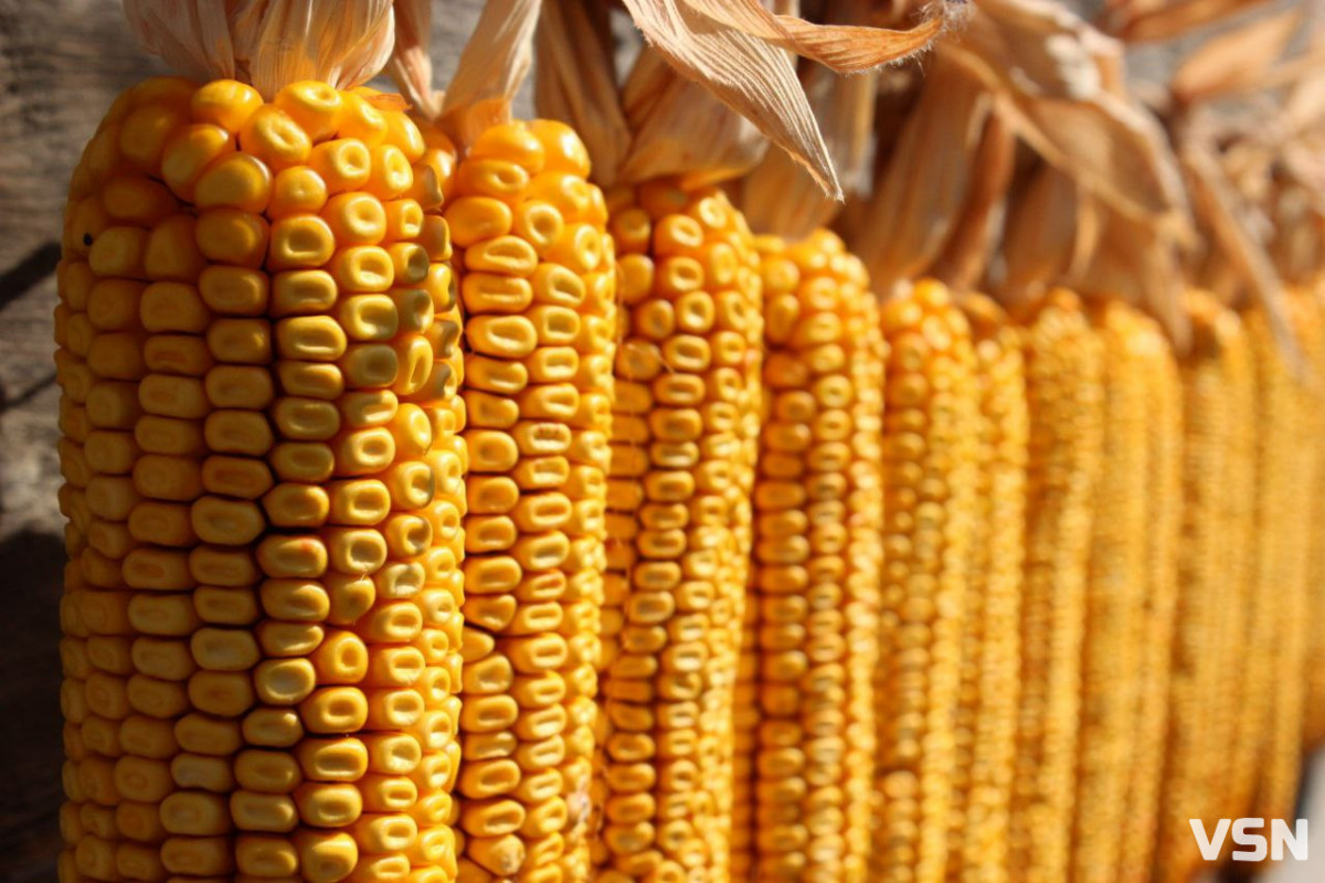 Урожай-2025 на Волині: скільки зерна та цукрових буряків зібрали аграрії минулого року