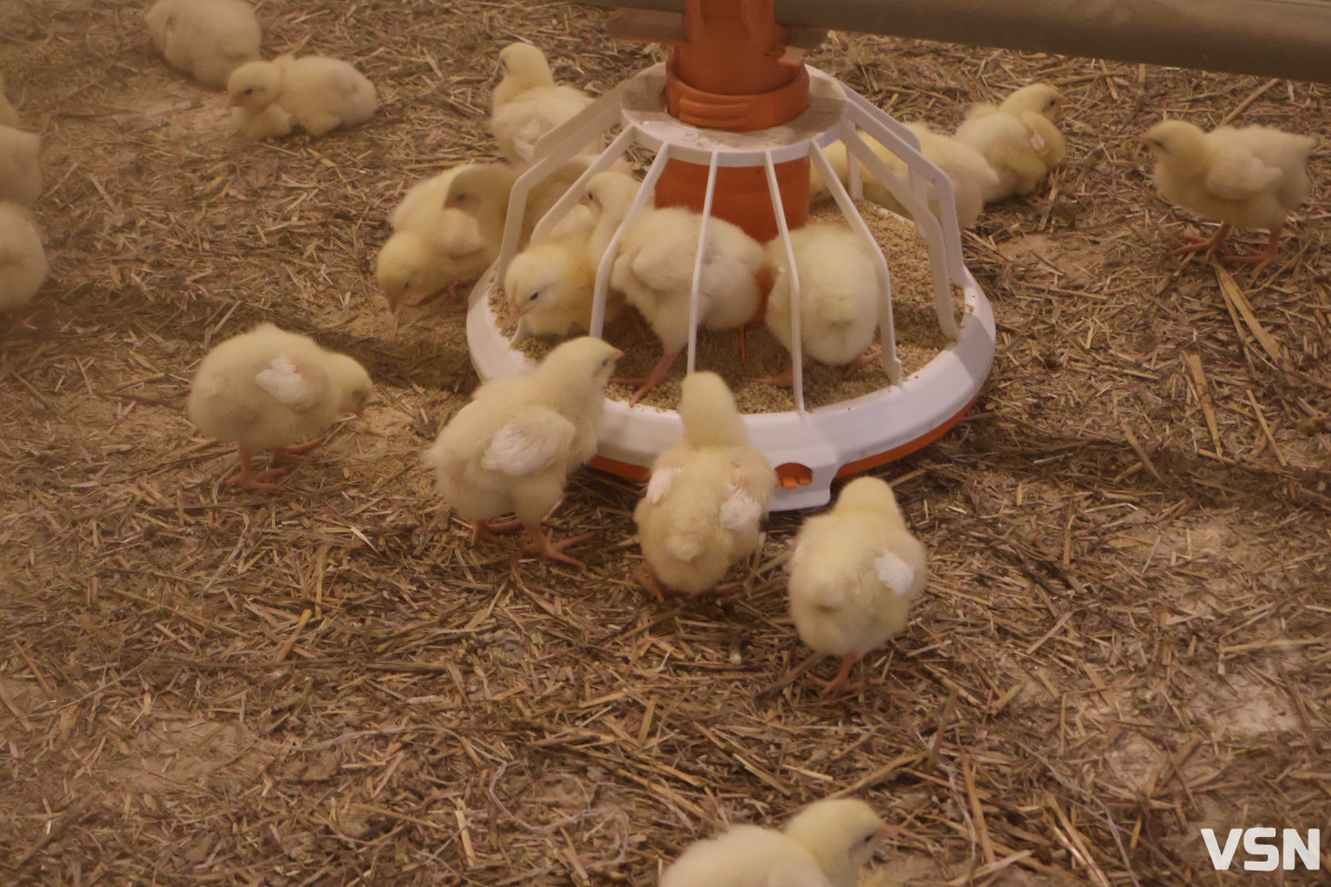 Весняний догляд за бройлерами: поради від ветеринара Avesterra Group