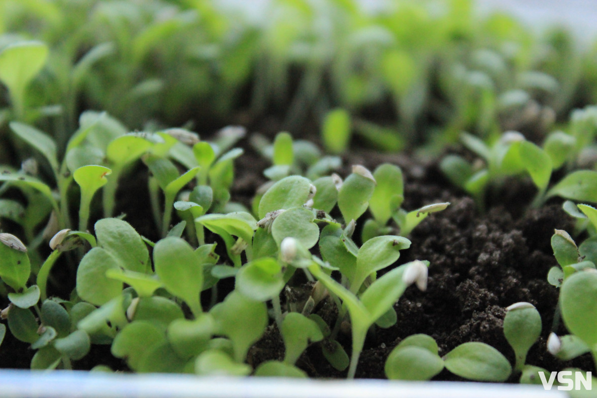 Світло, температура та загартовування: як виростити міцну розсаду на Волині