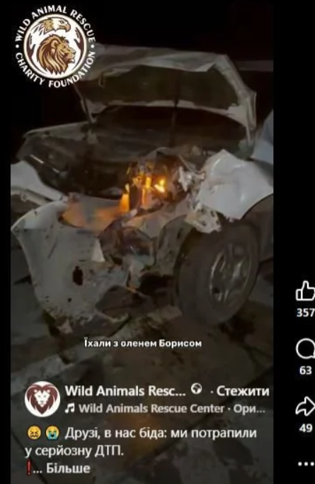 Олень Борис вже вдруге потрапив у аварію: що відомо про його стан (фото)