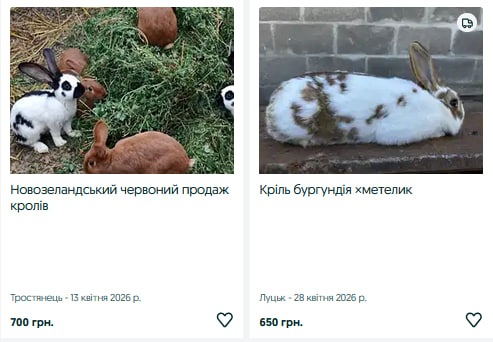 Скільки коштують кролики на Волині та від чого залежить ціна?