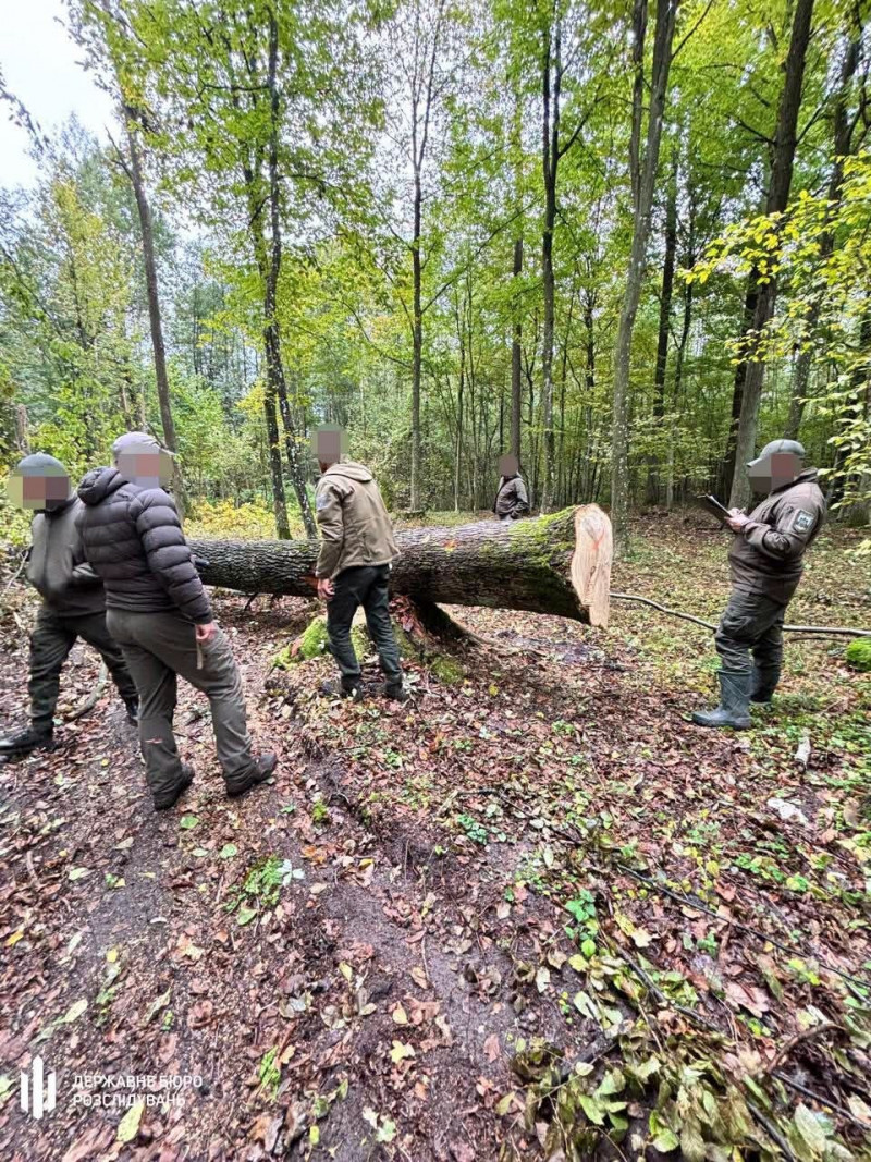 Замість хворих дерев різали здорові: на Волині лісничого підозрюють у незаконних порубках на 6,5 млн грн