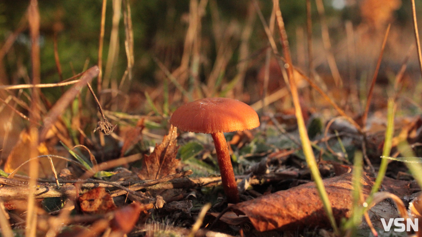 Як виглядає ліс на Волині восени. Фоторепортаж