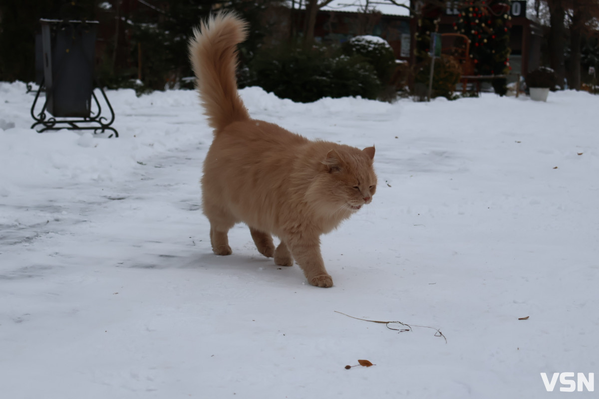 Як живе Луцький зоопарк взимку. Фоторепортаж