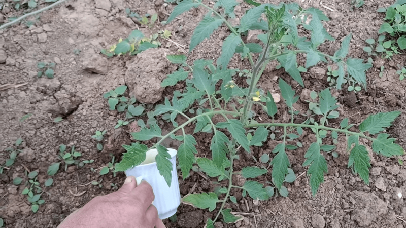 Як перетворити кульбаби на супердобриво для рослин