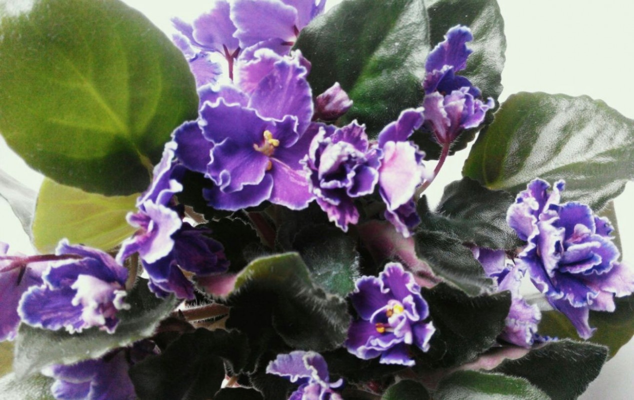Не заливайте фіалки взимку: схема “1-14-1” для рясного цвітіння
