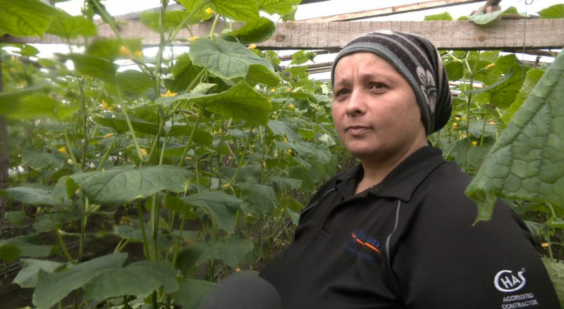 У селі на Волині родина вирощує огірки вже понад два десятиліття