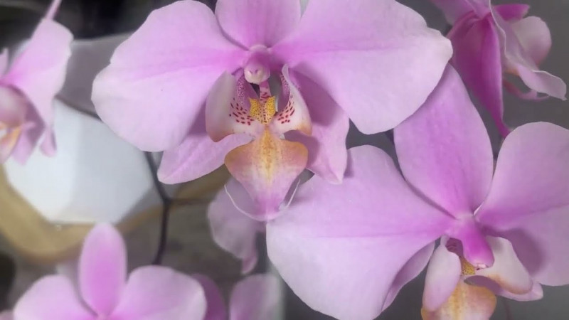 Як правильно поливати орхідеї, щоб вони не гнили й не скидали бутони