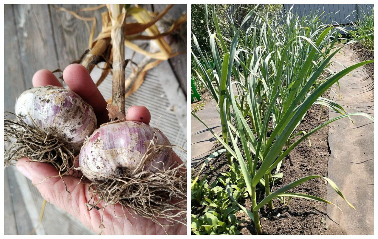 Як врятувати озимий часник від гниття під снігом: секрет досвідчених городників