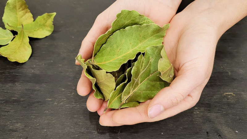 Навіщо класти лаврове листя в борошно та крупи