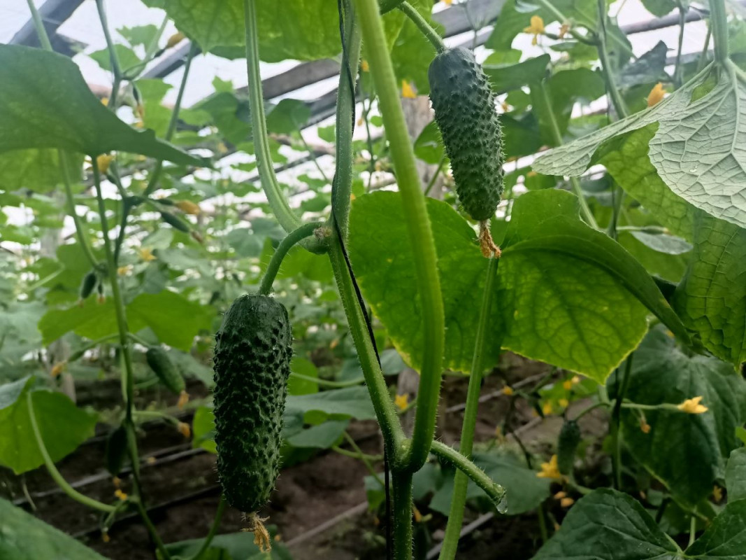У селі на Волині родина вирощує огірки вже понад два десятиліття