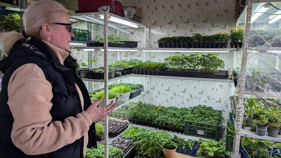 Перетворили домашню справу на сімейний бізнес: родина з Луцького району в теплицях вирощує понад 200 видів рослин