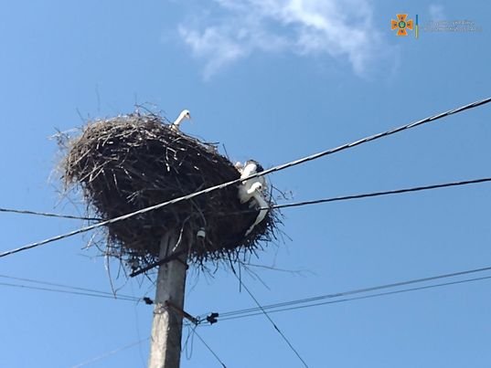 На Волині врятували лелеку зі зламаною лапою, його передали до зоопарку