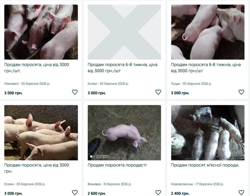 Скільки коштують поросята та свині на Волині?