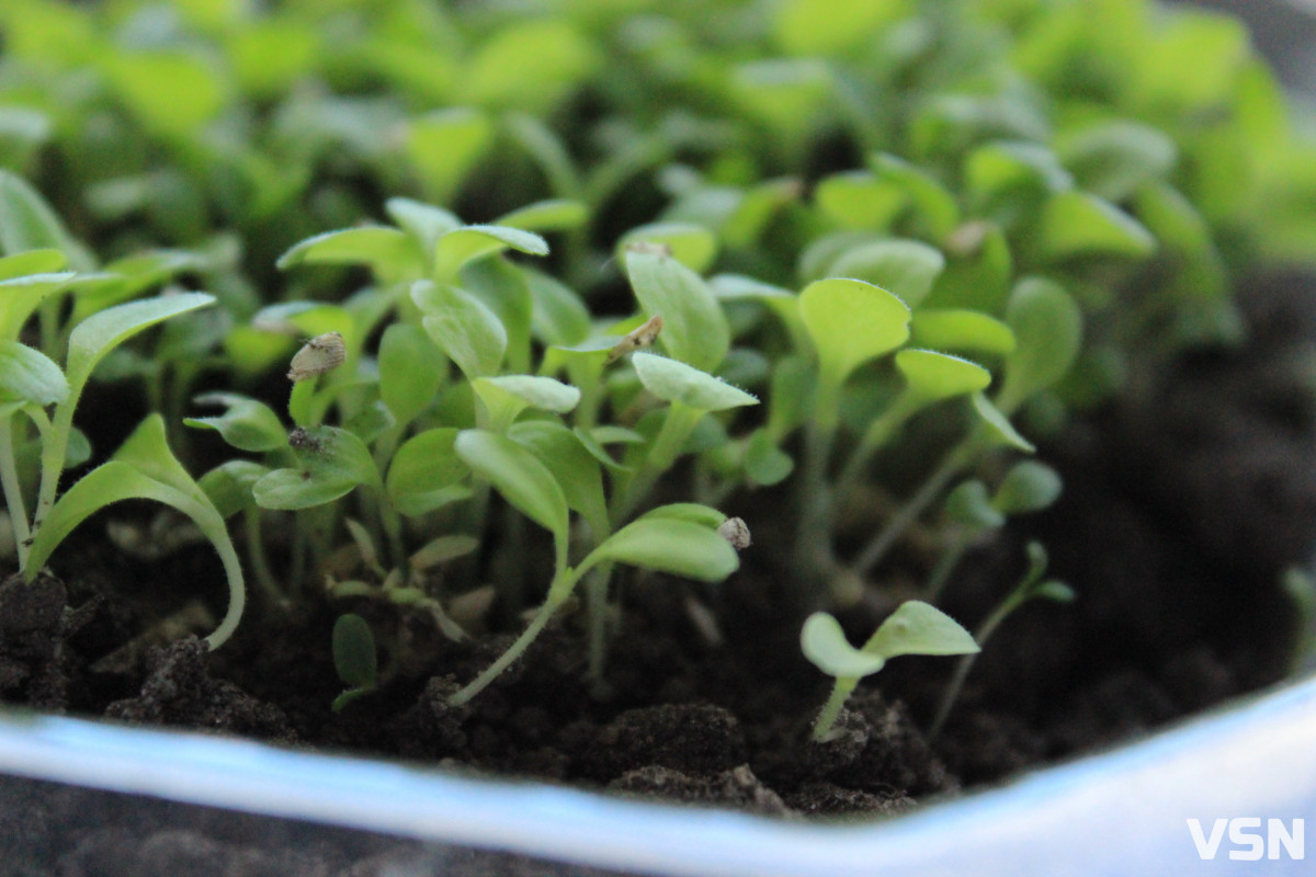 Які сорти томатів та перцю найкраще підходять для волинського клімату?