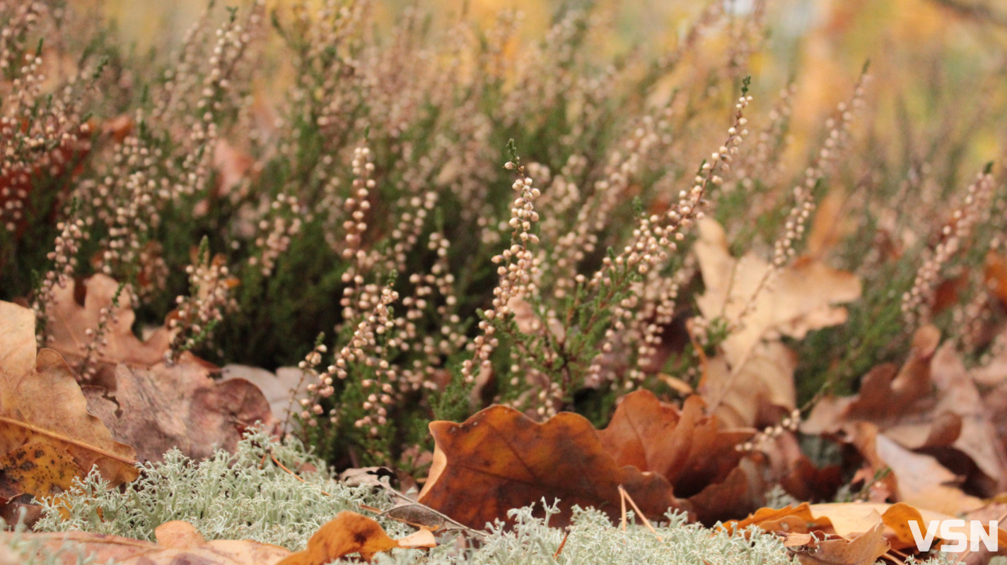 Як виглядає ліс на Волині восени. Фоторепортаж