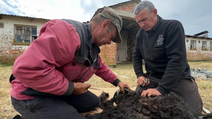 Із двох пар — до великої ферми: на Волині фермер розводить рідкісні породи овець