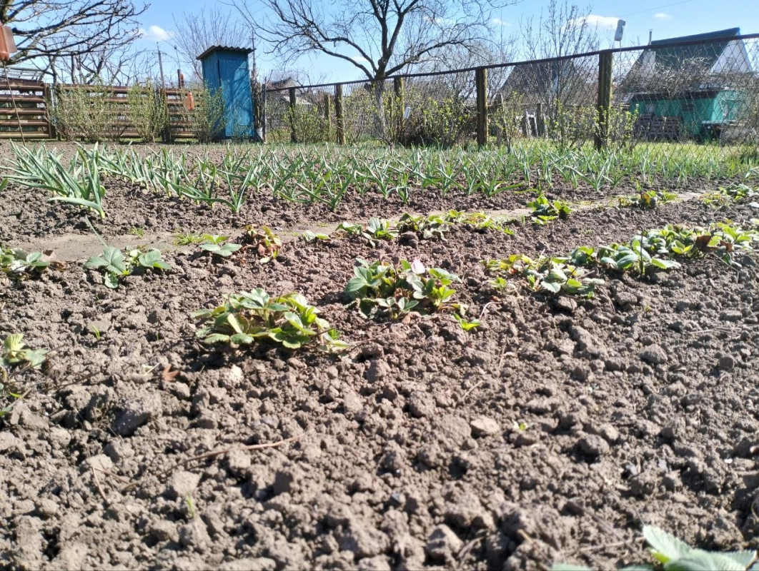 «Мене аж тягне сюди»: як садівники у Луцькій громаді готуються до дачного сезону