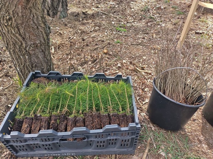 Понад гектар лісу на Волині висадили на честь загиблого воїна-лісівника Богдана Костючика