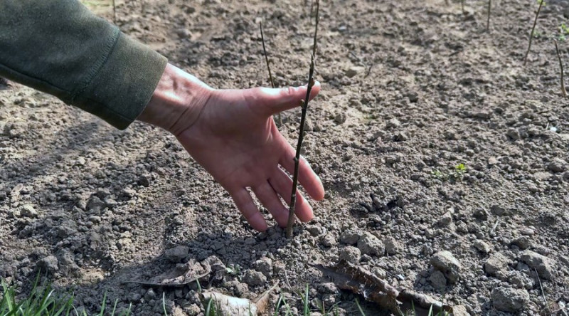 Захоплення переросло у справу життя: господар із Луцького району вирощує сотні магнолій