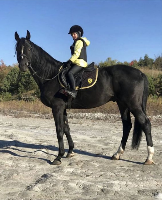На Волині продають елітного жеребця за понад 200 тисяч гривень