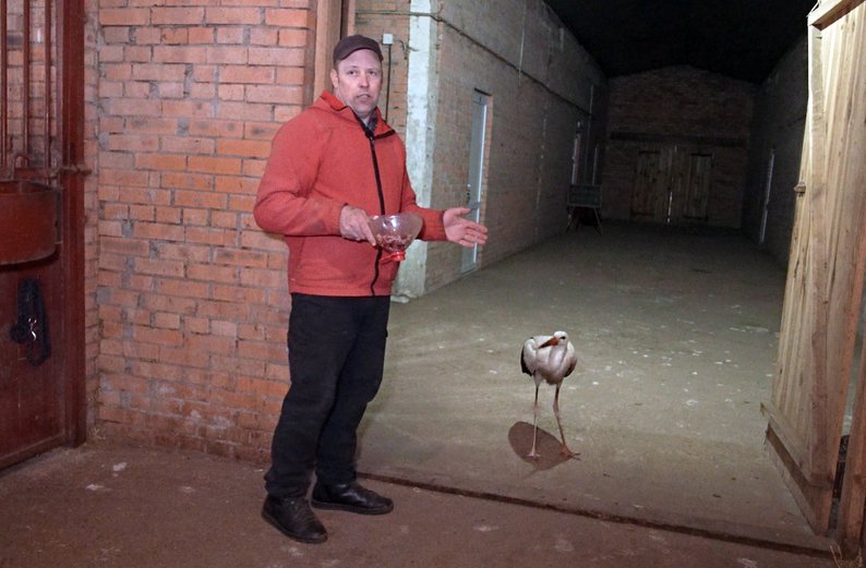 Живе у конюшні та змагається з котом: лелека став господарем стайні на Волині