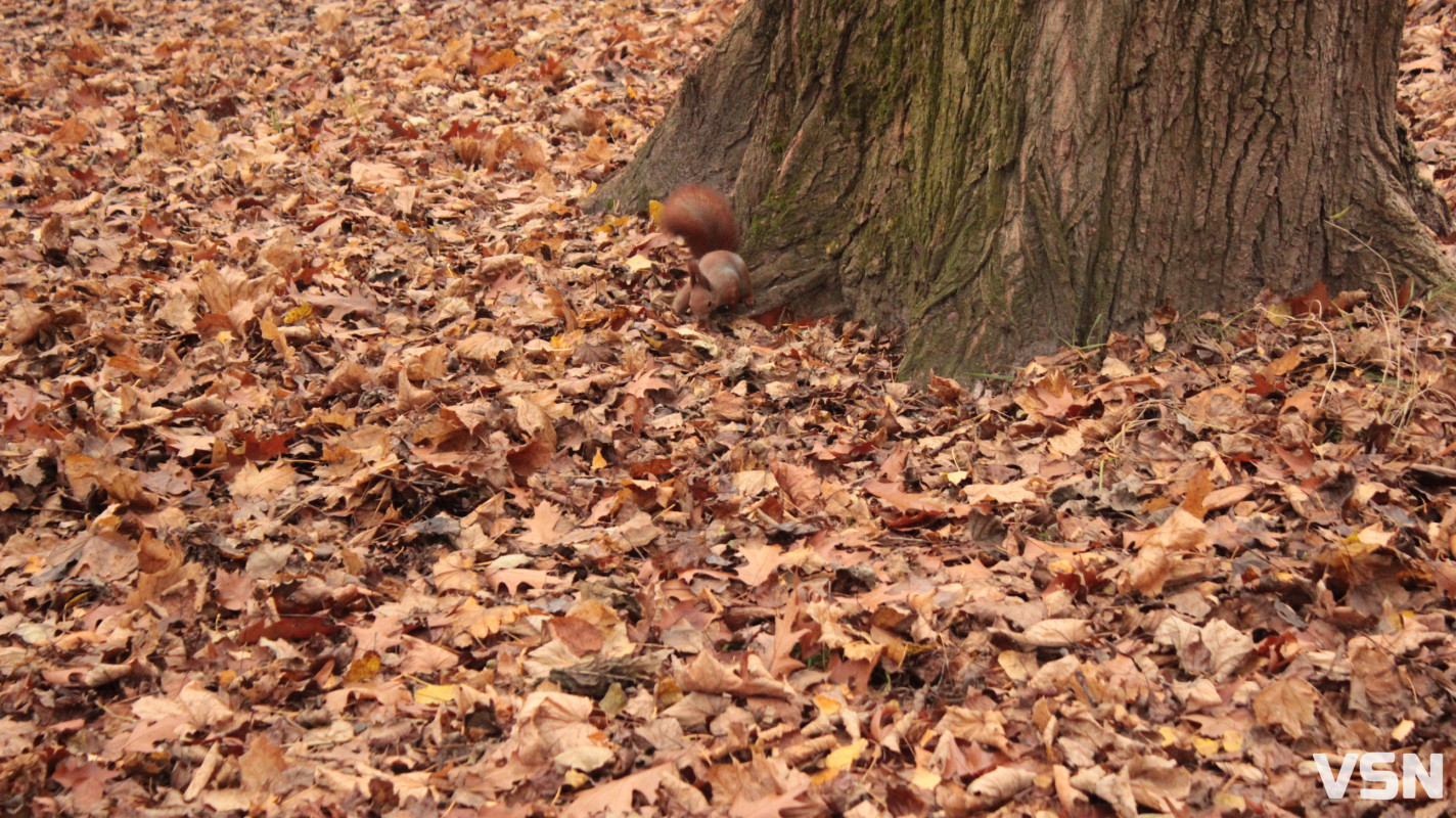 Чим взимку наповнити годівнички для птахів на вулицях Луцька?