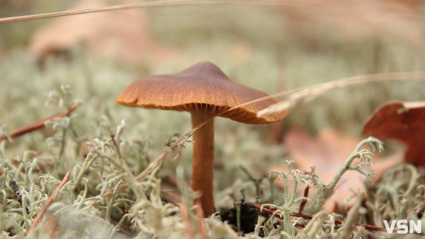 Як виглядає ліс на Волині восени. Фоторепортаж