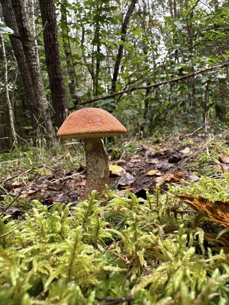 «Хто шукає - той знайде!»: п'ять місць на Волині, куди варто поїхати по гриби