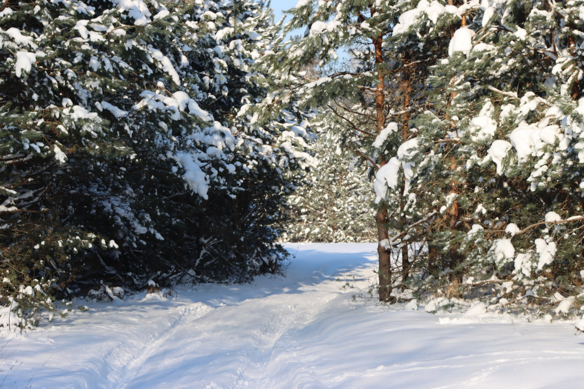 Сліди на снігу розповіли більше: яких тварин зафіксували у волинському лісі