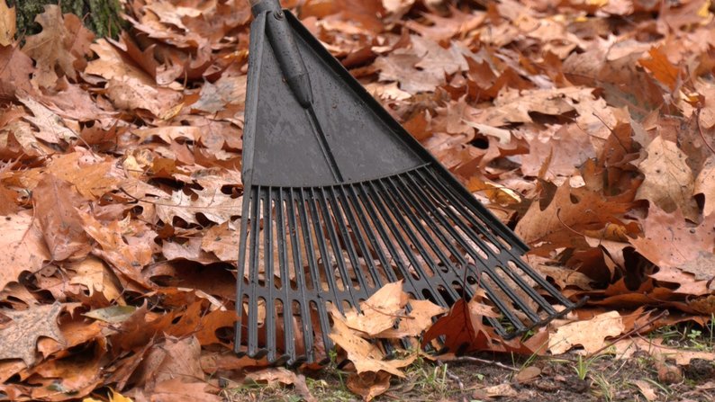 Куди комунальники дівають опале листя у Луцьку