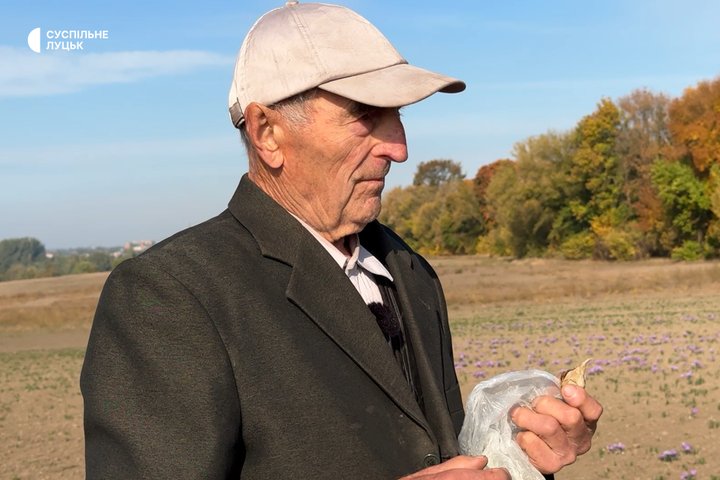 Збирають лише вручну: як на Волині вирощують найдорожчу спецію у світі