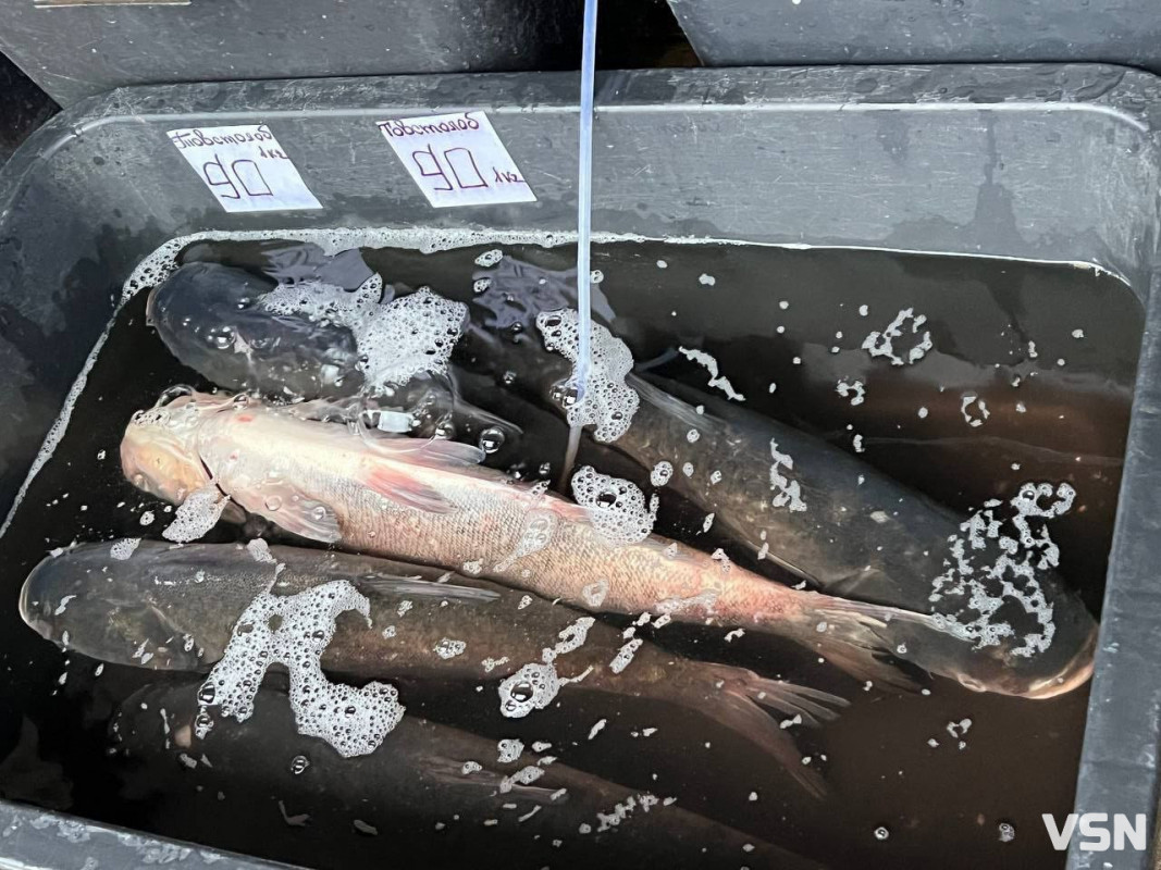 Скільки коштує жива та заморожена риба на ринку у Луцьку?