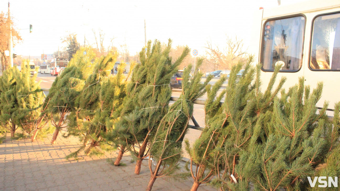 Скільки коштують живі ялинки та сосни на ринку у Луцьку?