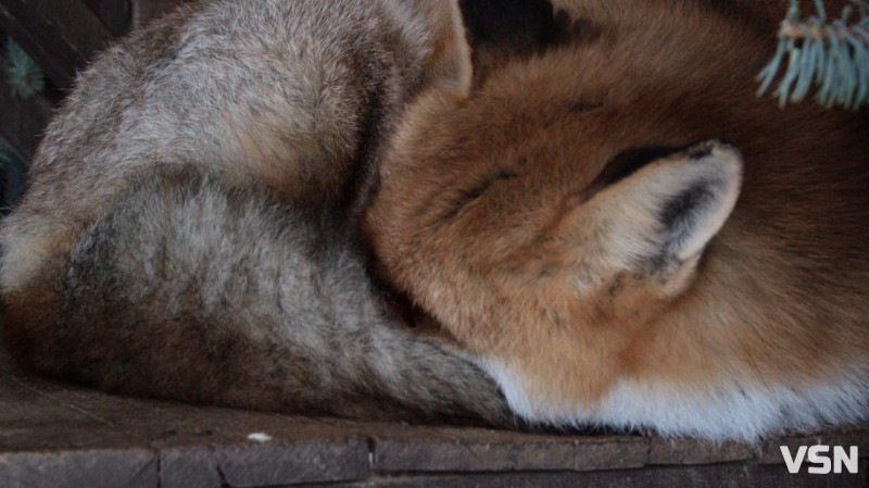 Як живе Луцький зоопарк взимку. Фоторепортаж