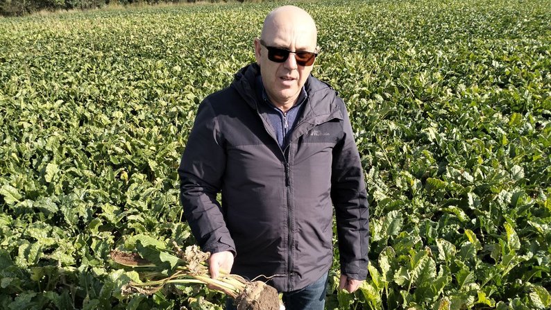 Урожай цукрових буряків на Волині зріс: аграрії збирають до 650 центнерів з гектара