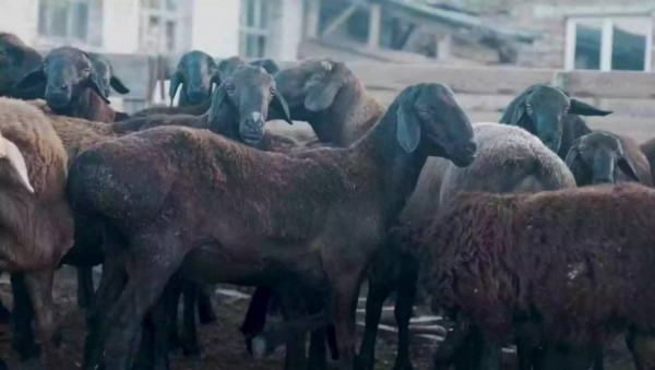 Останньою краплею став «приліт» ракети в отару: як живеться вівчару-переселенцю на Волині