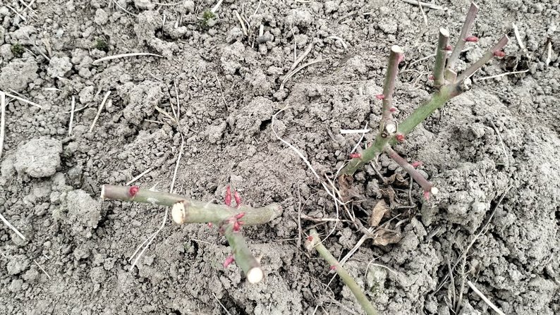 Волинянка 15 років вирощує троянди: на її полі — пів сотні сортів