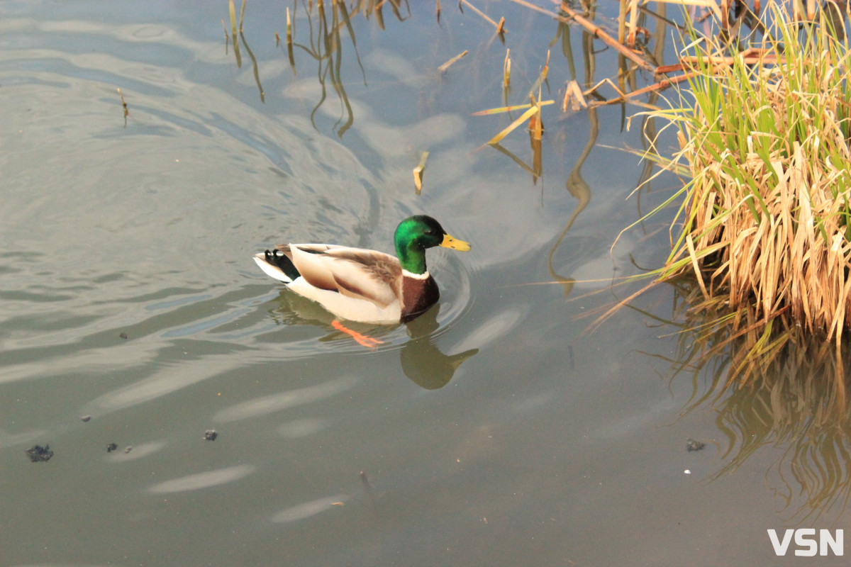 Компенсація за посушливий березень: якою буде погода у квітні на Волині