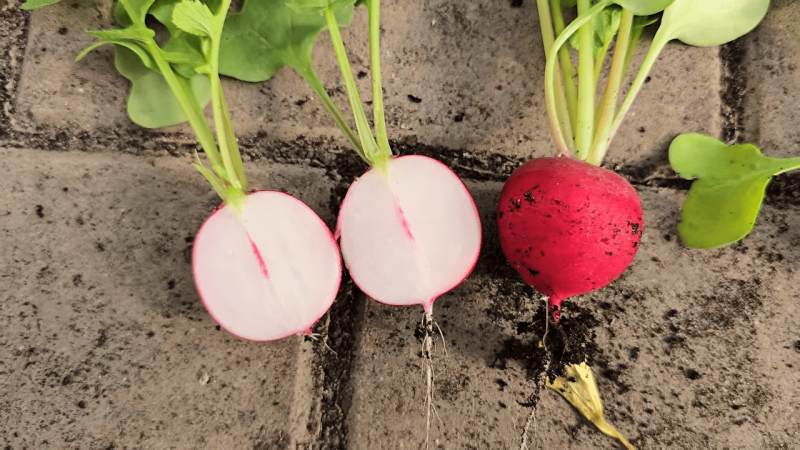 Як тільки зійшла редиска, внесіть це добриво: врожай здивує