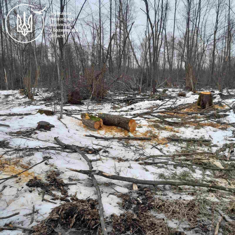 568 пнів і мільйонні втрати: у громаді на Волині розслідують незаконну вирубку