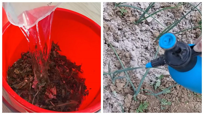 Як перетворити кульбаби на супердобриво для рослин