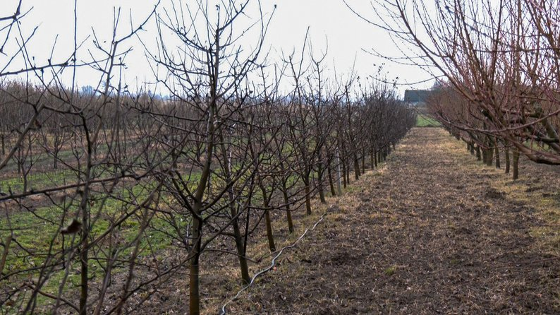 Поради від садівника з Волині: як обрізати дерева для кращого врожаю