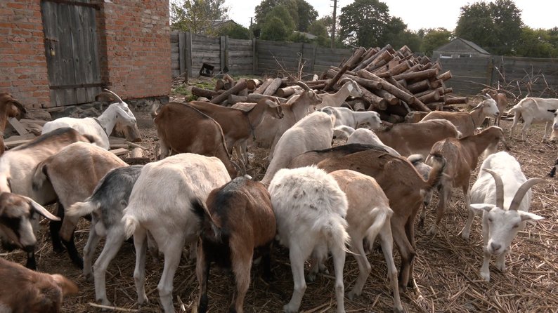 Фермер із Донеччини не може вигодувати кіз, яких перевіз з-під обстрілів на Волинь