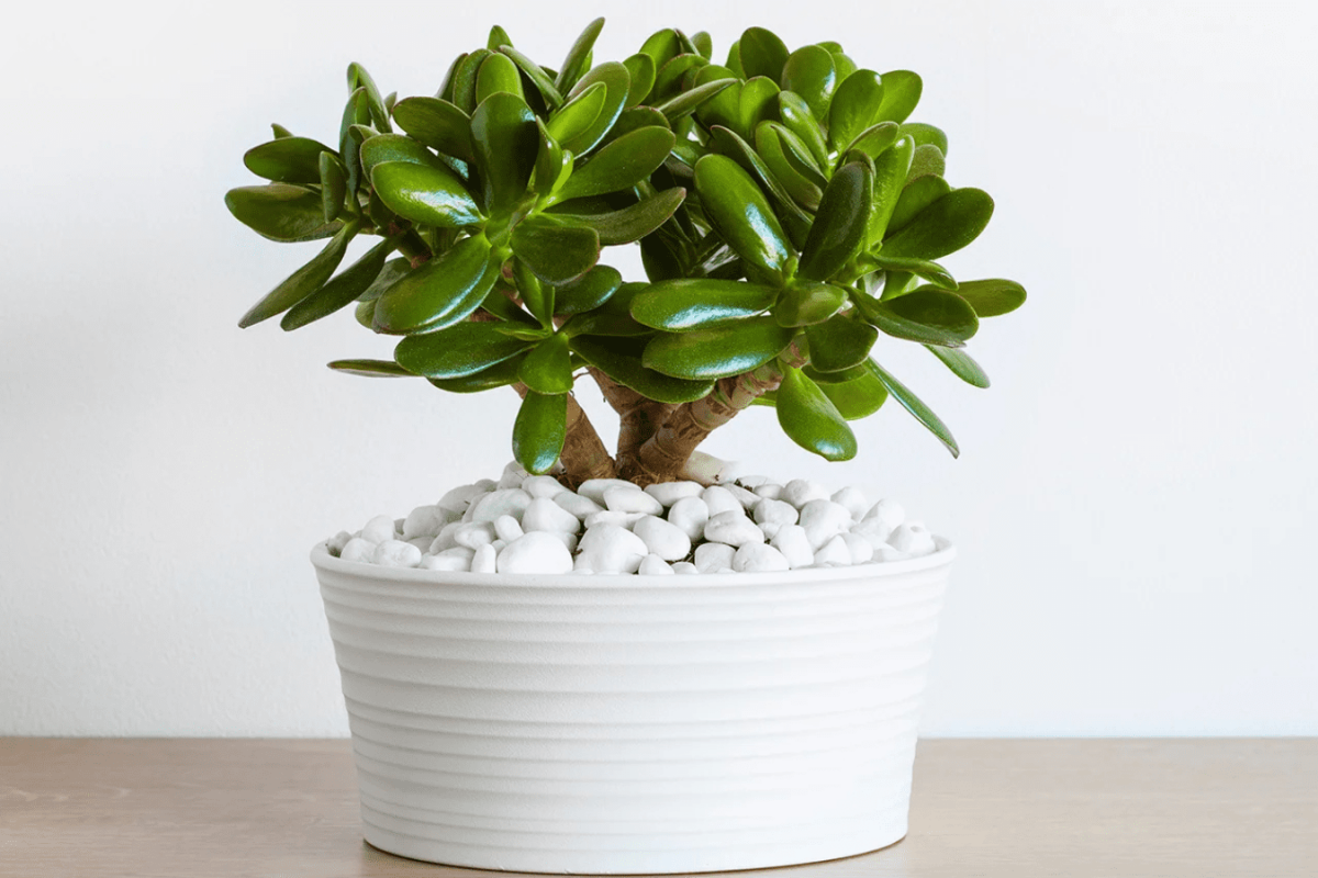 Секрети, про які мало хто знає: чим підживити грошове дерево для рясного цвітіння