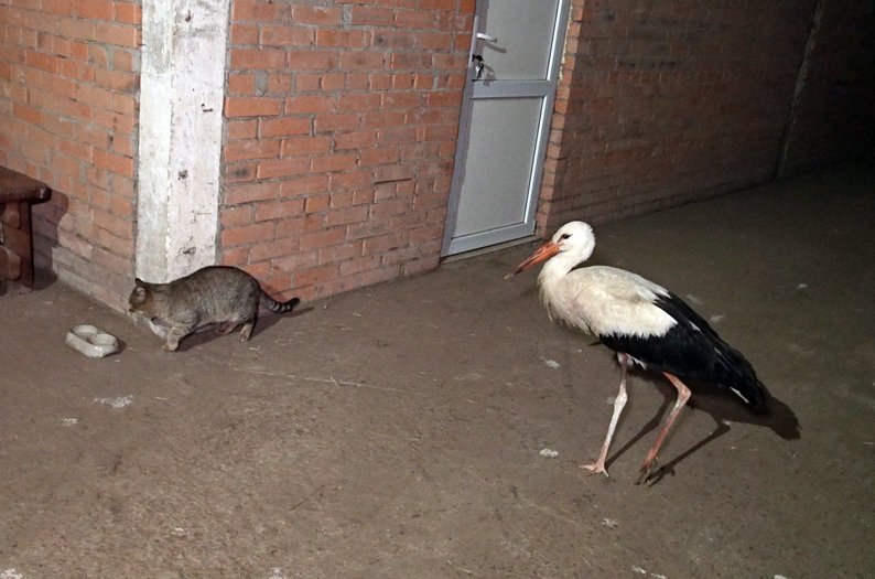 Живе у конюшні та змагається з котом: лелека став господарем стайні на Волині