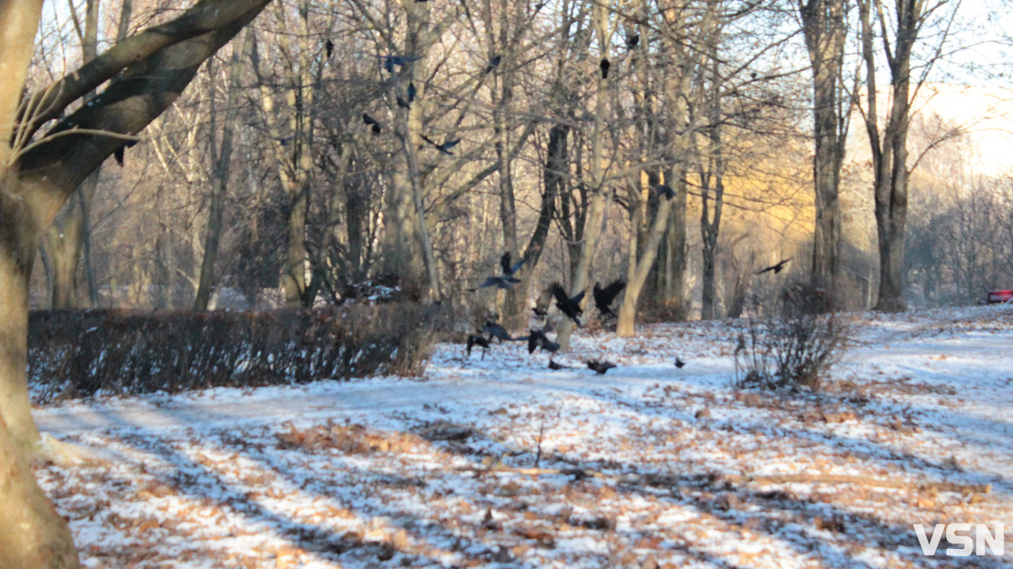 Засніжений Луцьк: як виглядають парки та двори міста взимку напередодні Нового 2026 року. Фоторепортаж