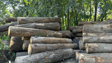 Дозволили незаконні рубки на 21 млн грн: на Волині судитимуть колишніх посадовців-лісівників