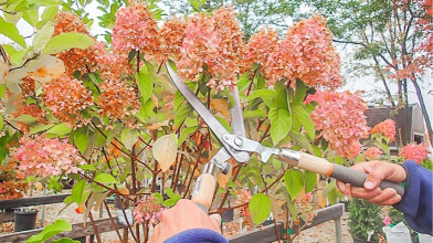 Осіння обрізка гортензії: які кущі потрібно різати, а які краще не чіпати